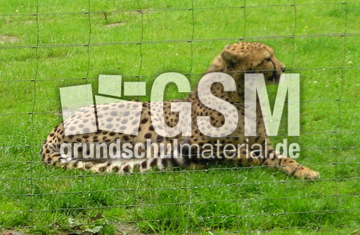 Gepard-3.jpg